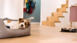 MIELE Scout RX3 Home Vision HD - SPQL -Miele 20000176744