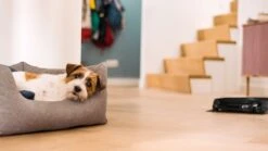 MIELE Scout RX3 -Miele 20000176752